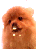 cistici_monitoru_888.gif