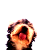 cistici_monitoru_9.gif
