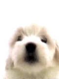 cistici_monitoru_5.gif