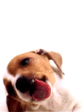 cisticka1.gif