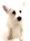 cisticka3.gif