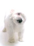 cisticka4.gif