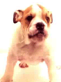 cisticka6.gif